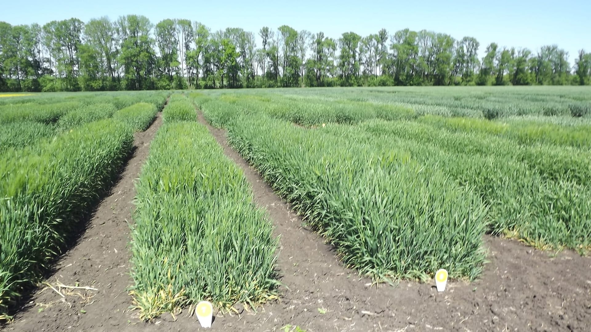 Кваліфікаційна експертиза