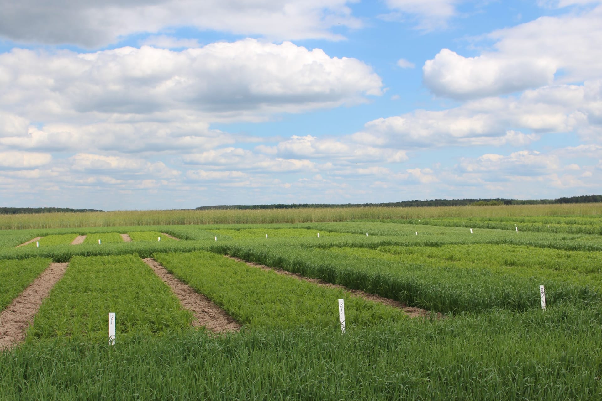 Кваліфікаційна експертиза