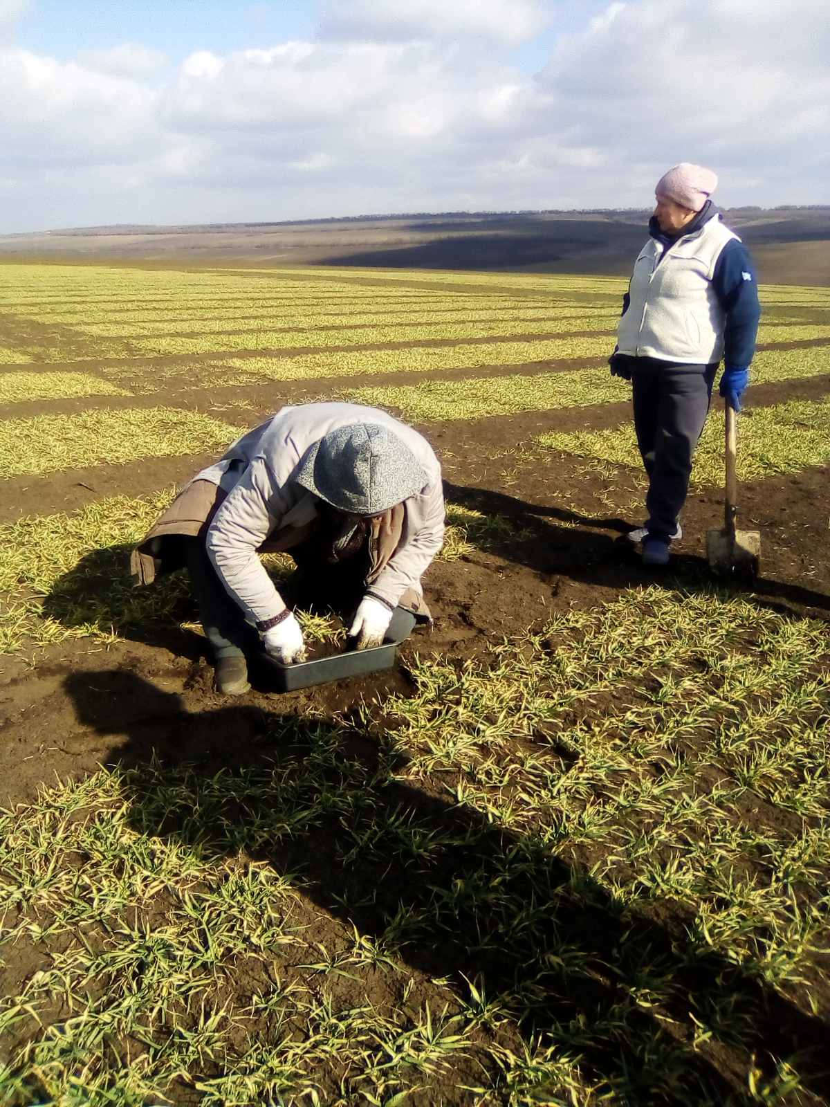 Кваліфікаційна експертиза