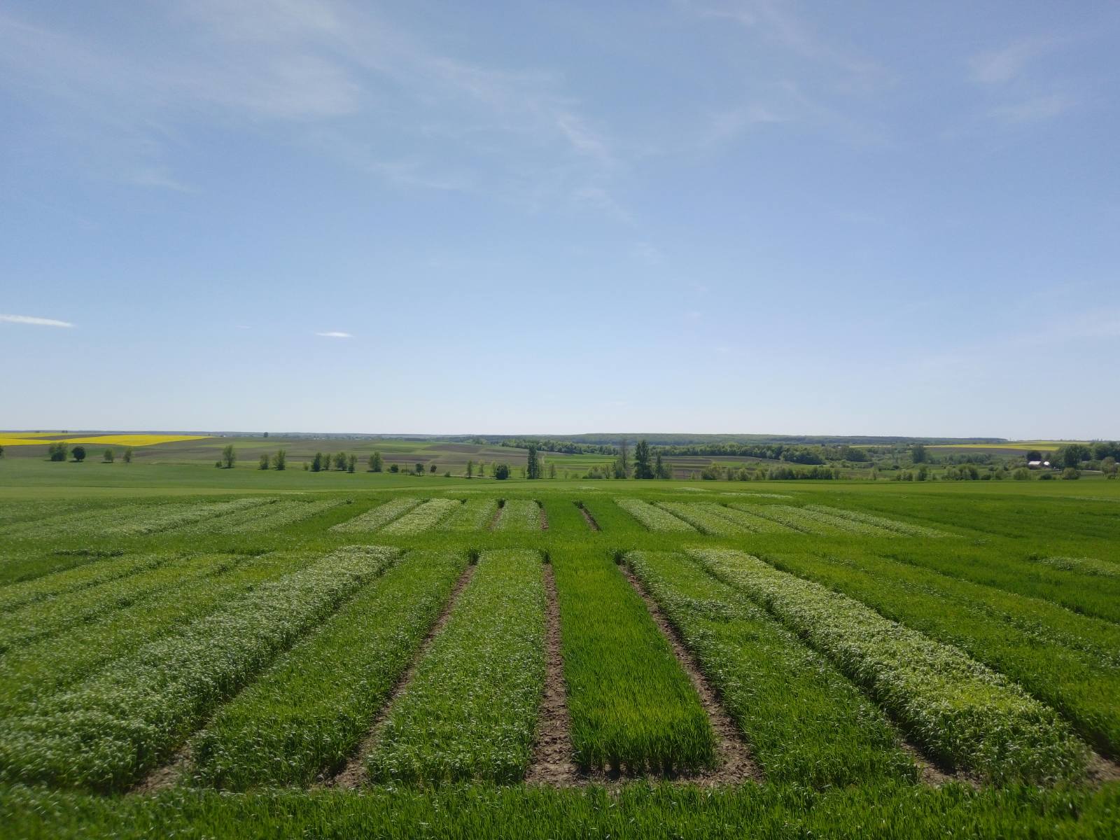 Кваліфікаційна експертиза