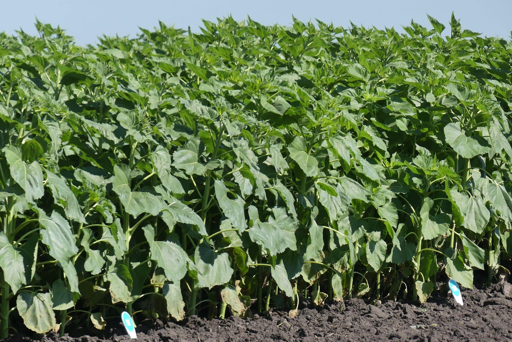 Кваліфікаційна експертиза