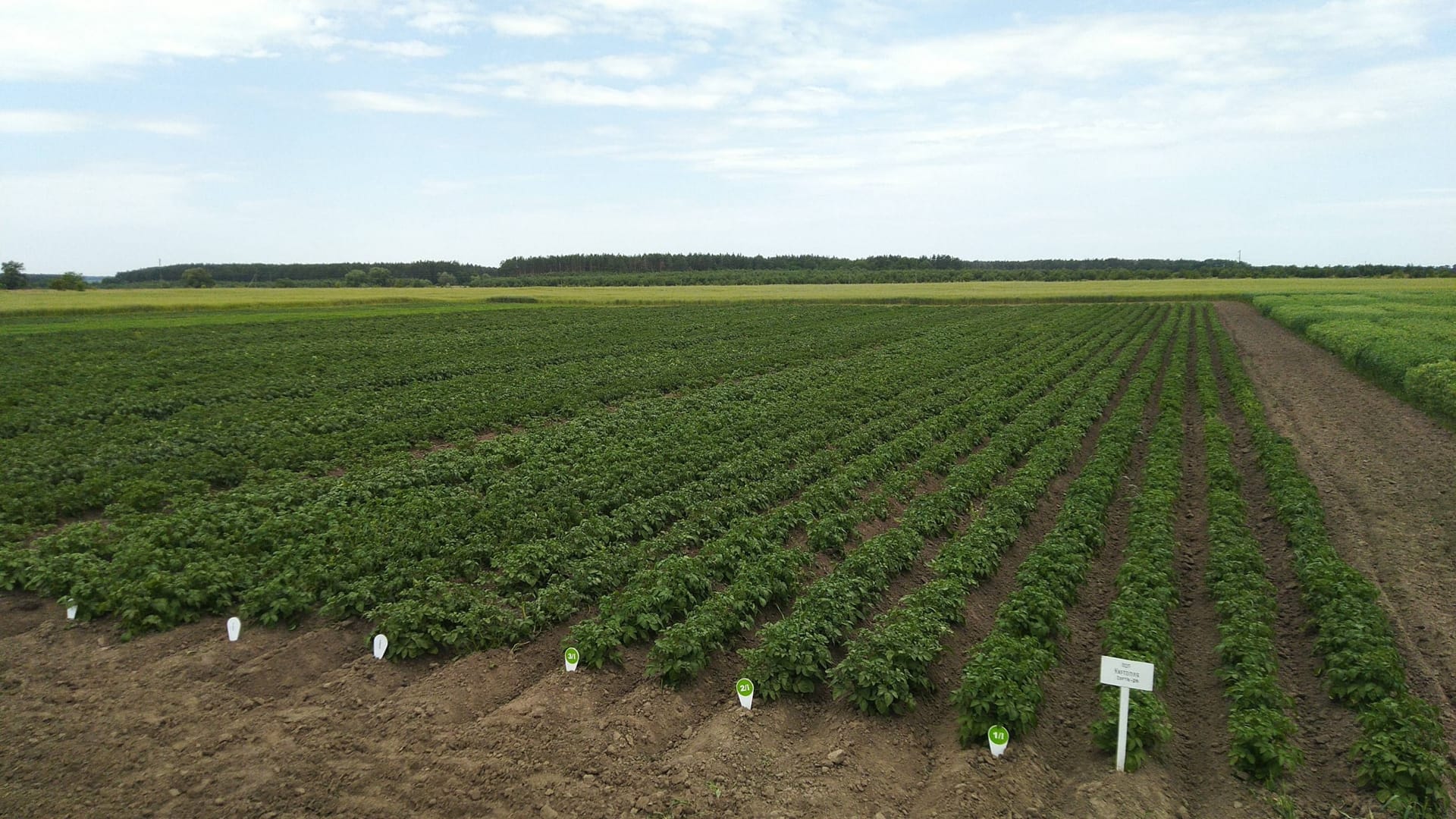 Кваліфікаційна експертиза