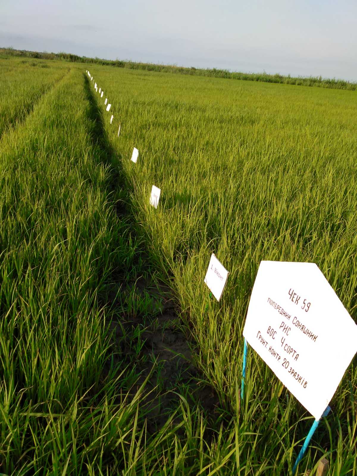 Кваліфікаційна експертиза