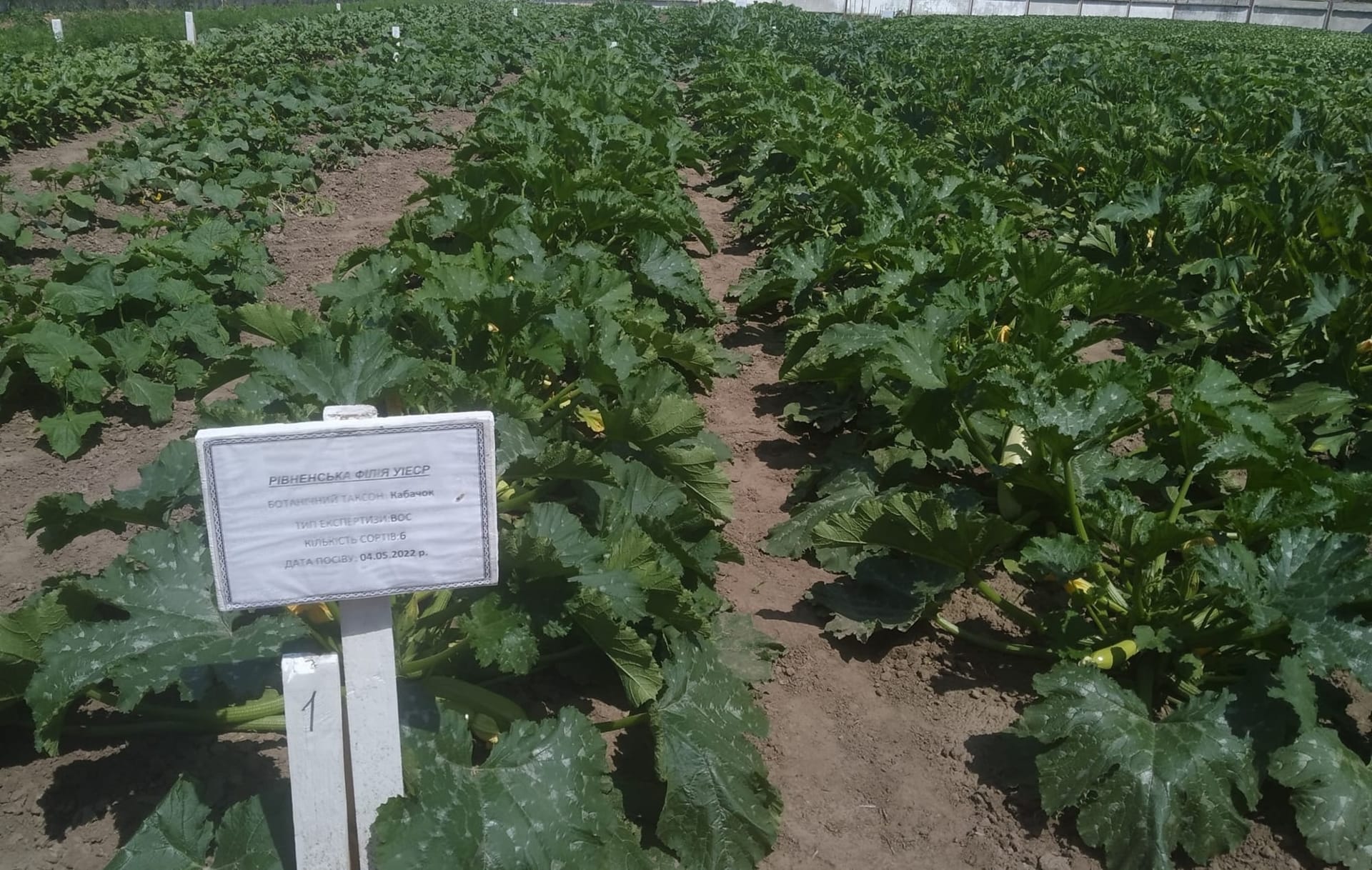 Кваліфікаційна експертиза