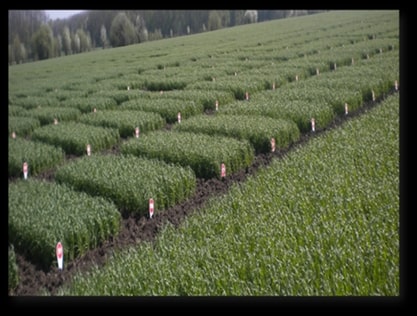 Кваліфікаційна експертиза