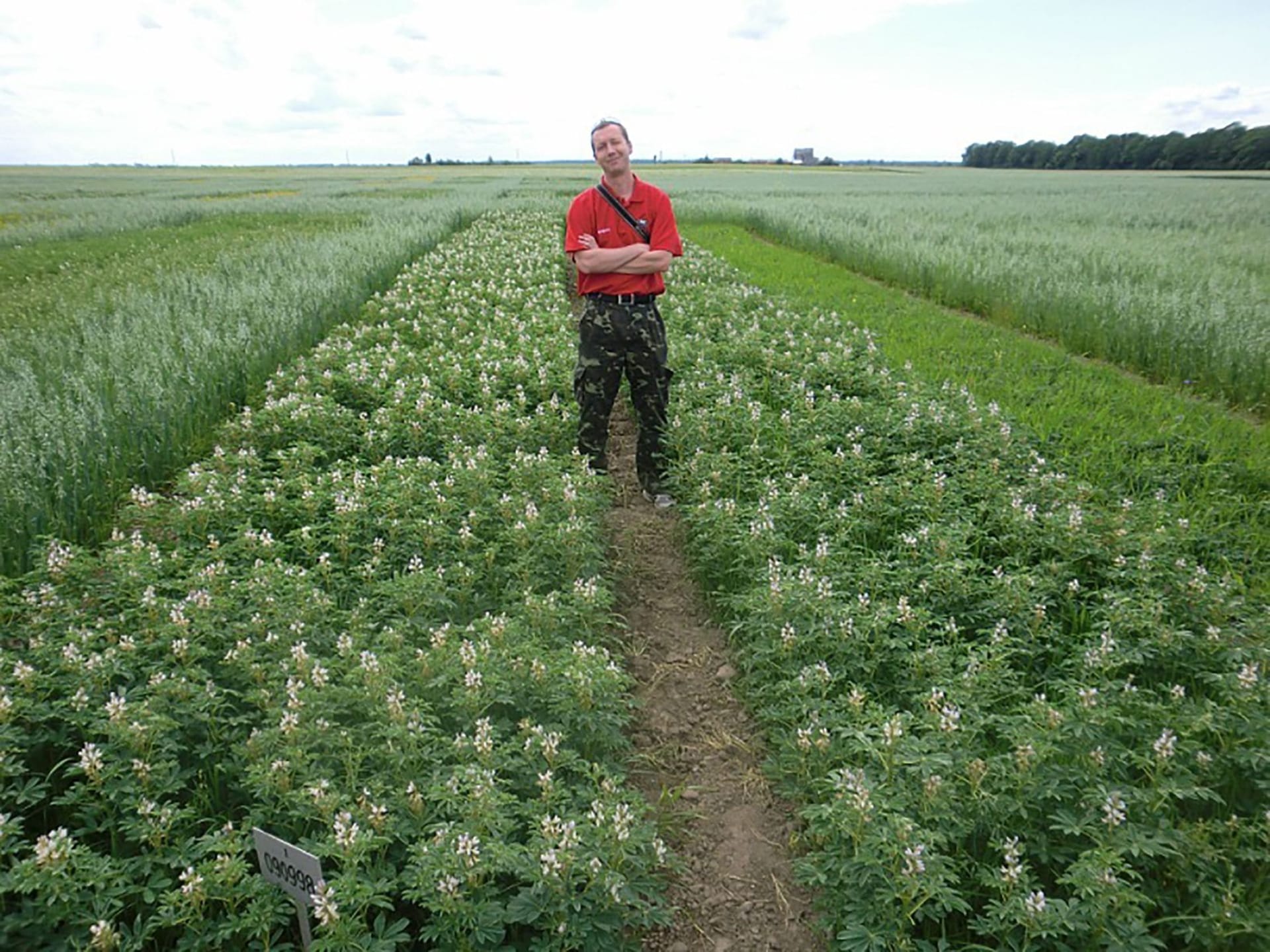 Кваліфікаційна експертиза