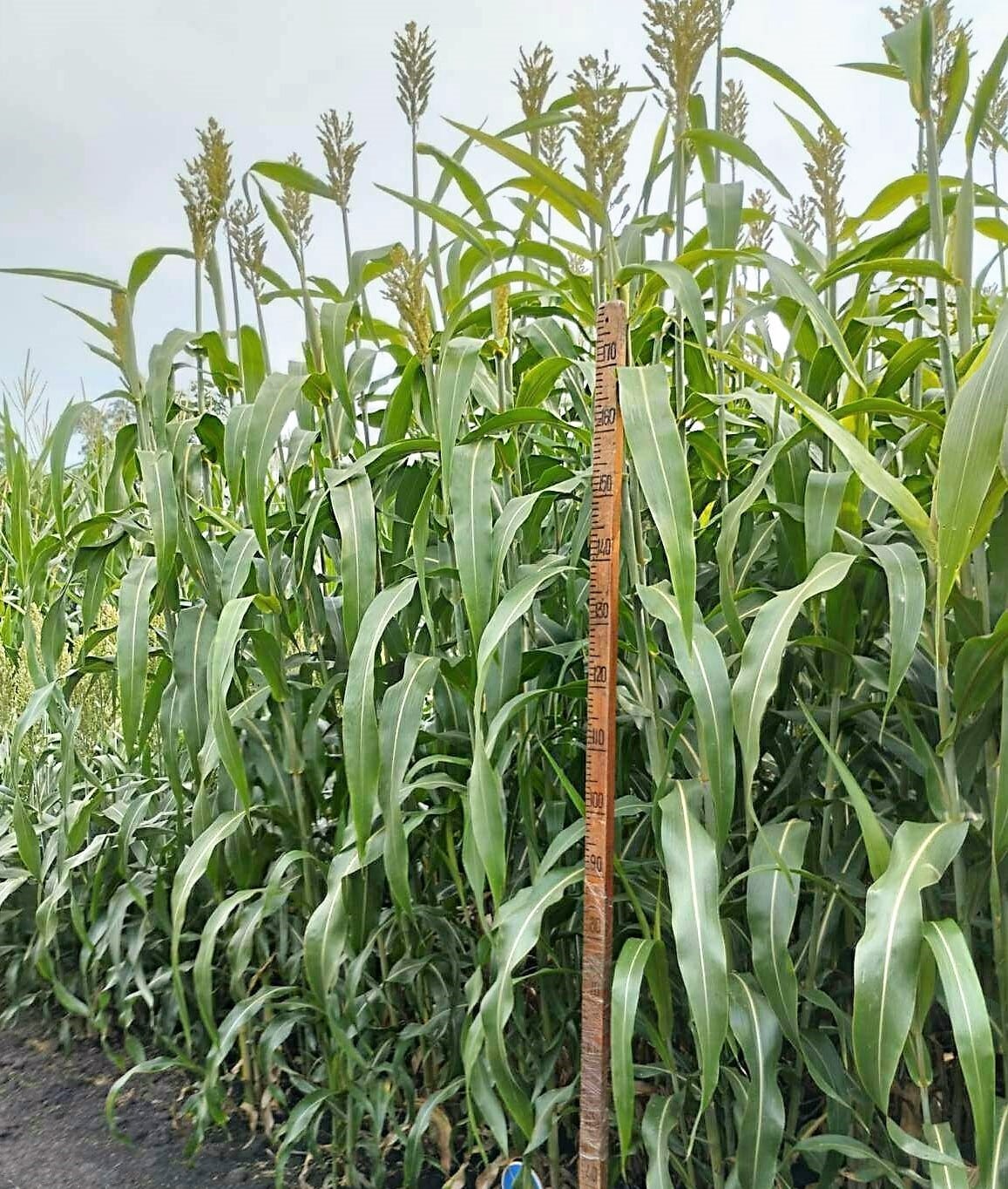 Кваліфікаційна експертиза