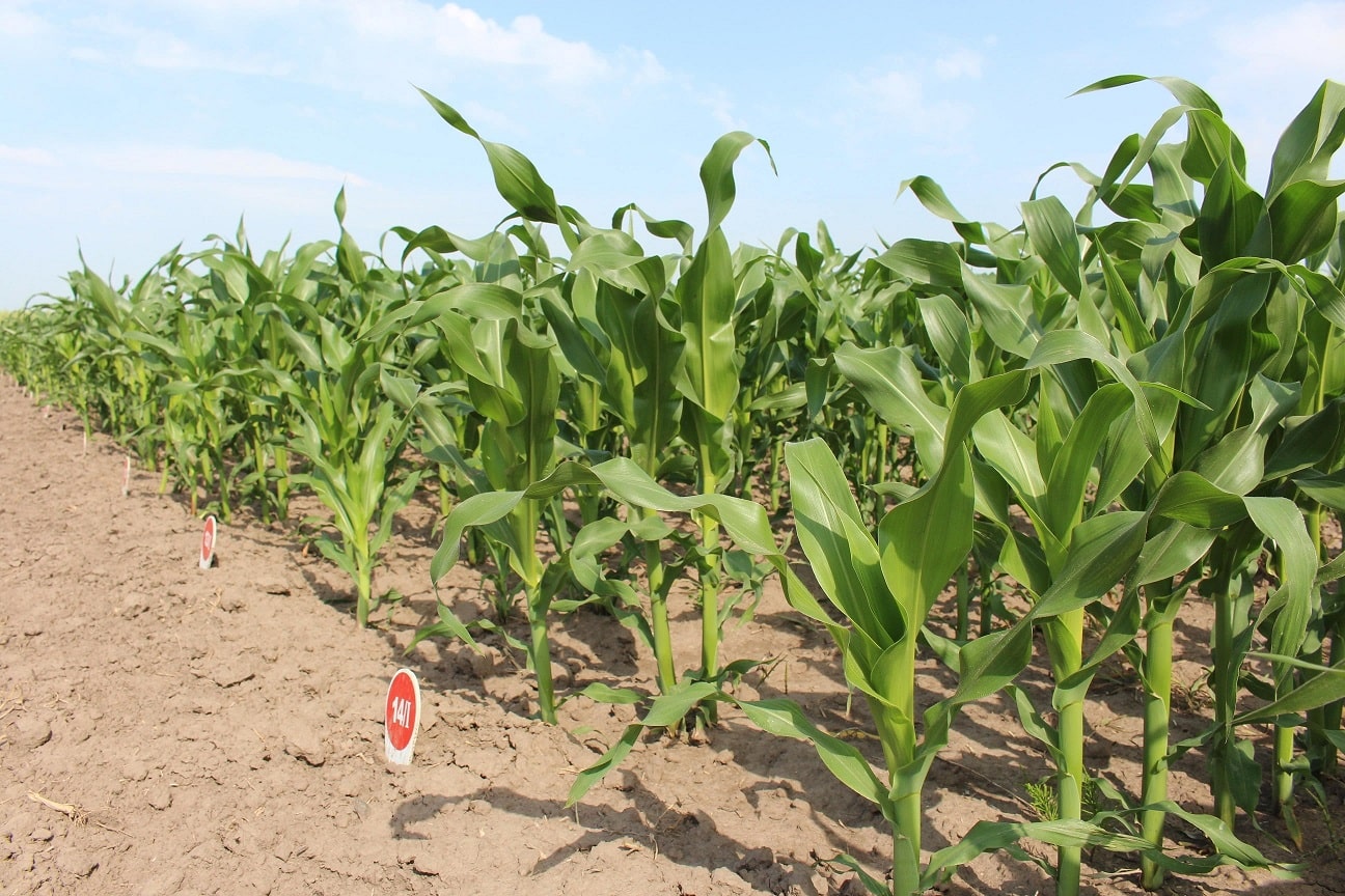 Сорти рослин