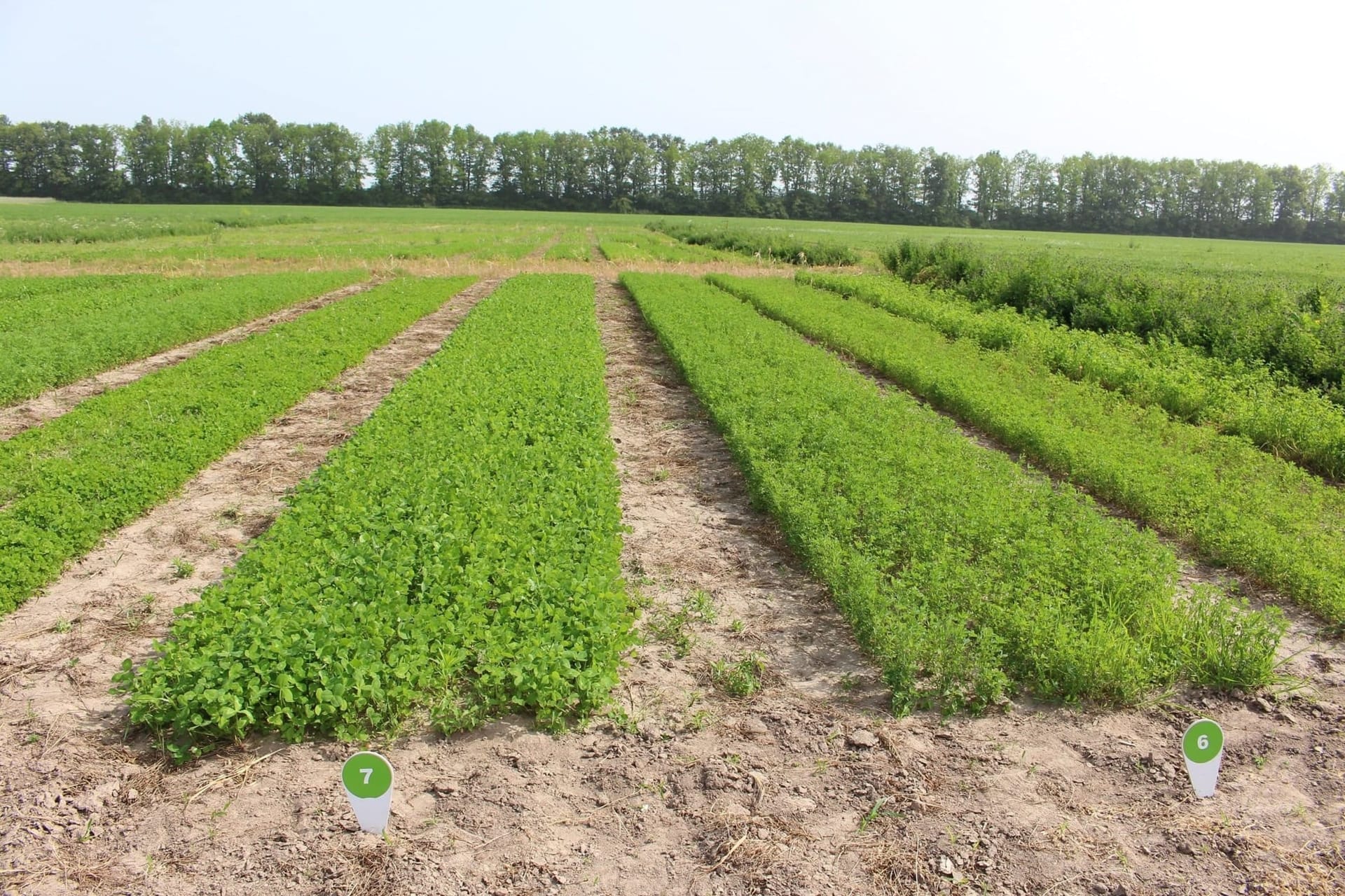 Сорти рослин