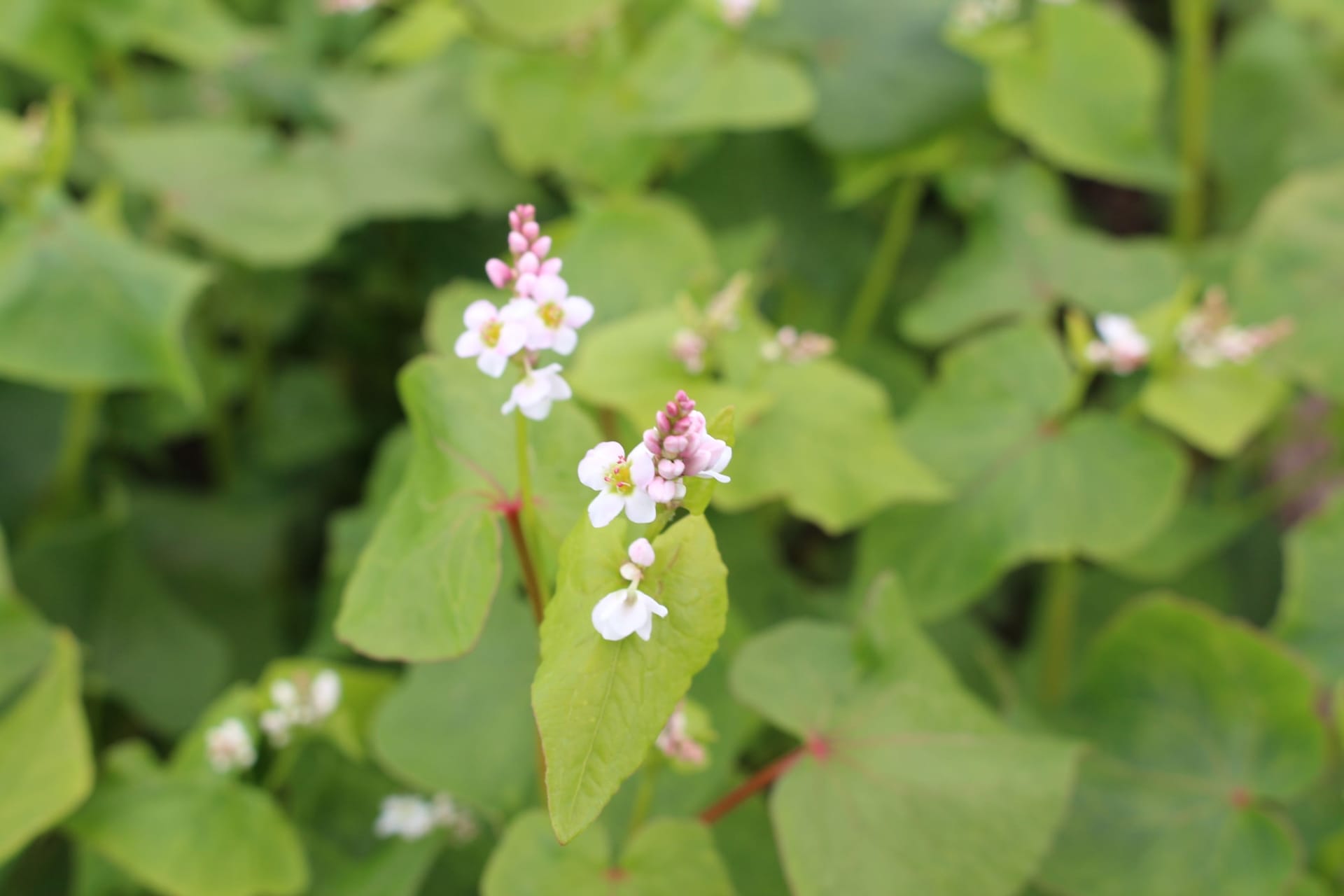 Сорти рослин