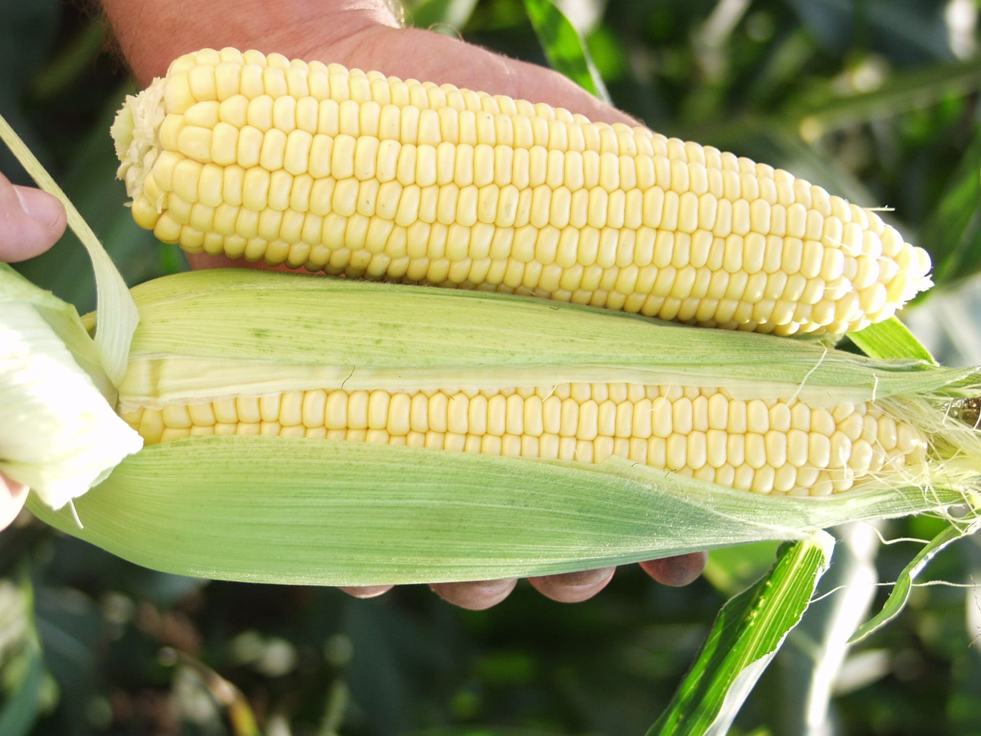 Сорти рослин