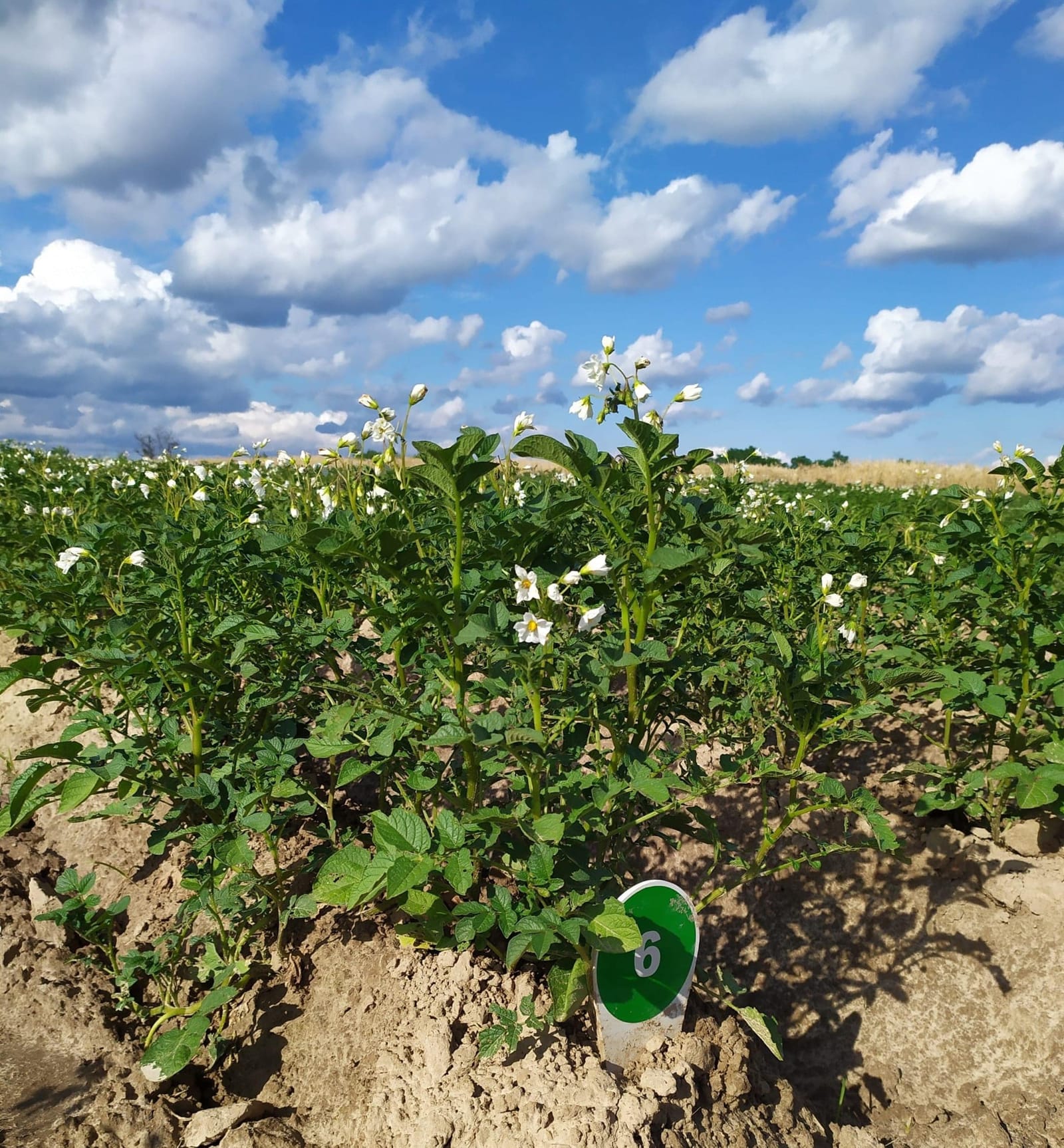 Сорти рослин