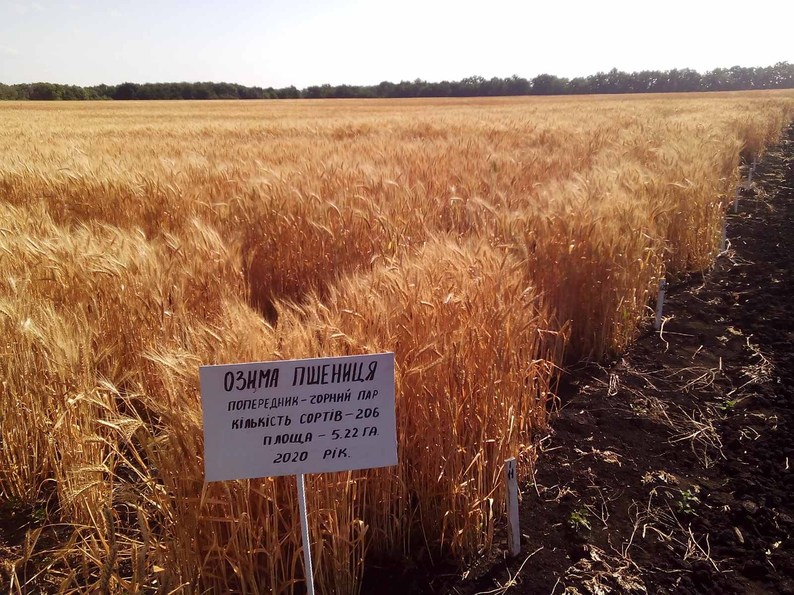 Сорти рослин