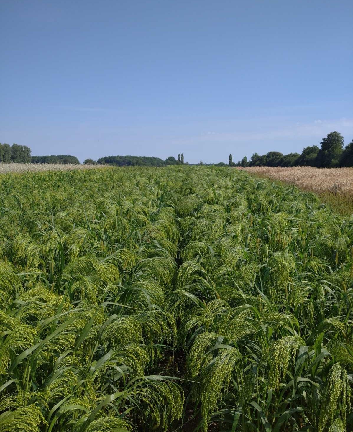 Сорти рослин