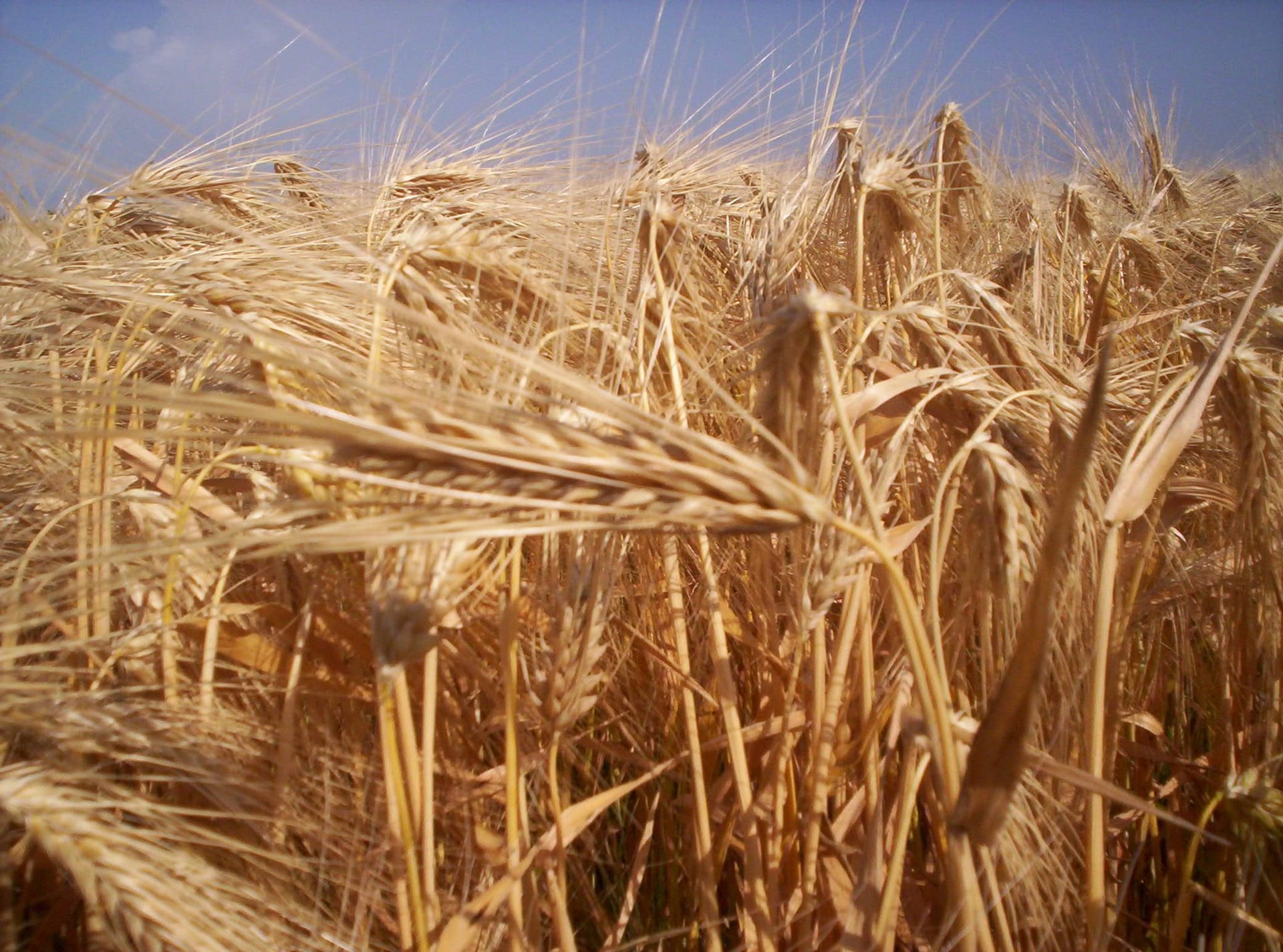 Сорти рослин